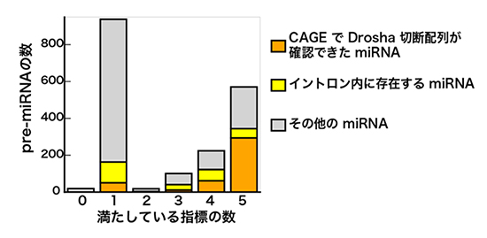 Drosha切断配列が確認されたmiRNAの図