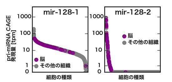 パラログmiRNAの発現に寄与するpri-miRNAの判定の図