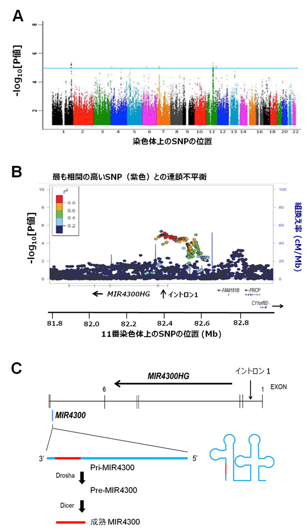 相関解析の結果とMIR4300HG 遺伝子、MIR4300の関係の図