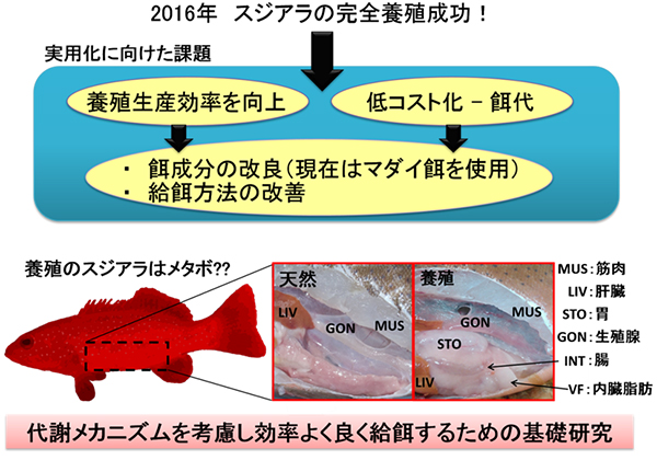 スジアラ完全養殖実現後の基礎・実用化研究課題の図