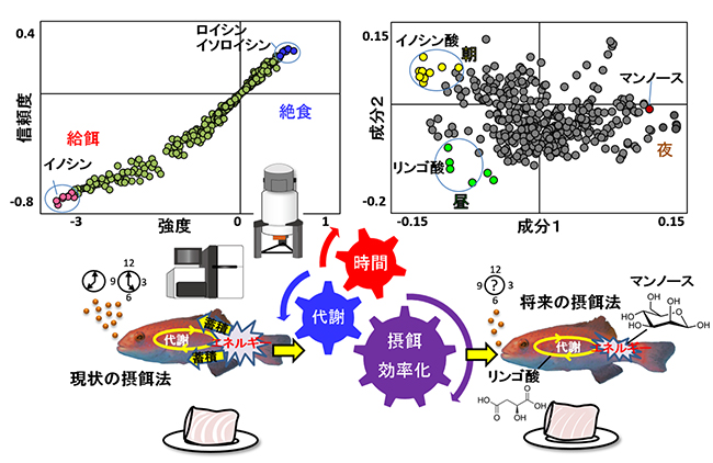 本研究成果のまとめの図