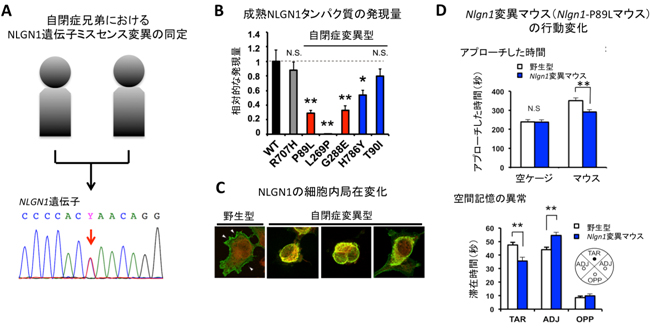 自閉症患者におけるNLGN1遺伝子変異の同定と表現型解析の図