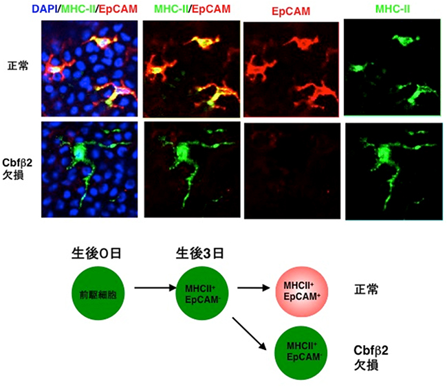 正常およびCbfβ2欠損マウスの表皮ランゲルハンス細胞の図