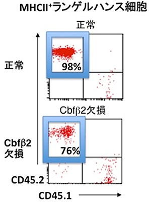 骨髄移植マウスの表皮ランゲルハンス細胞の解析の図