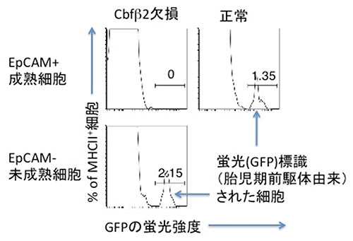 胎児期の卵黄嚢由来細胞（マクロファージ）への蛍光導入およびその子孫細胞の追跡の図