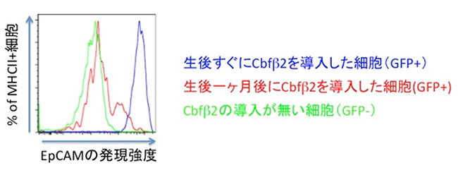 Cbfβ2欠損マウスへのCbfβ2再導入とその分化能の解析の図