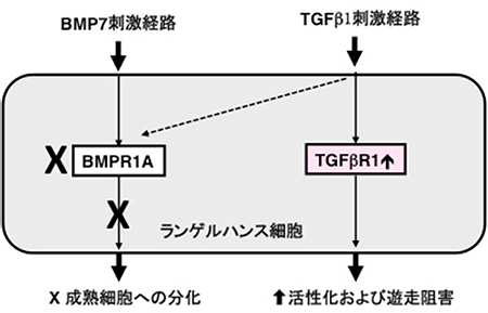 Cbfβ2欠損マウスの表皮ランゲルハンス細胞のTGFβ1シグナル経路の図