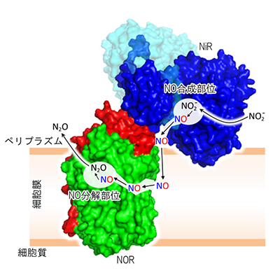 推定されるNO伝達経路の図
