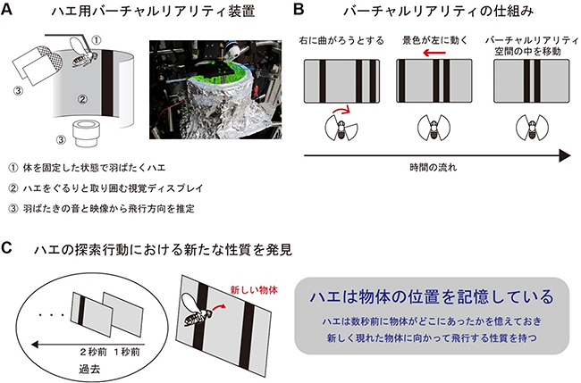 バーチャルリアリティ装置を使ったハエの探索行動の解析の図