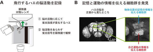 飛行するハエの脳活動を記録し、記憶と運動を伝える細胞群を発見の図