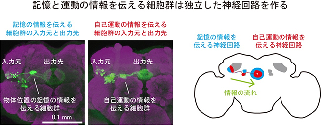 記憶と運動の情報を伝える細胞群が作る神経回路の図