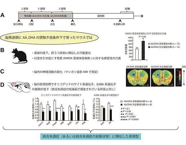 AA/DHA欠乏食投与マウスが示した統合失調症に類似した表現型の図