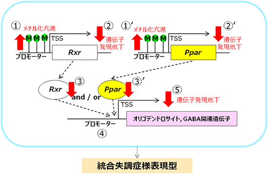 核内受容体パスウェイと統合失調症様表現型の関連の図