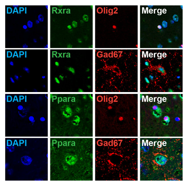 Images showing gene expression analyses