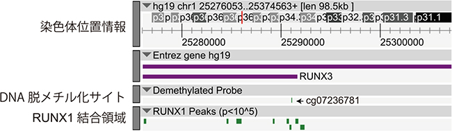 RUNX1による脱メチル化領域とRUNX1結合領域の関係の図