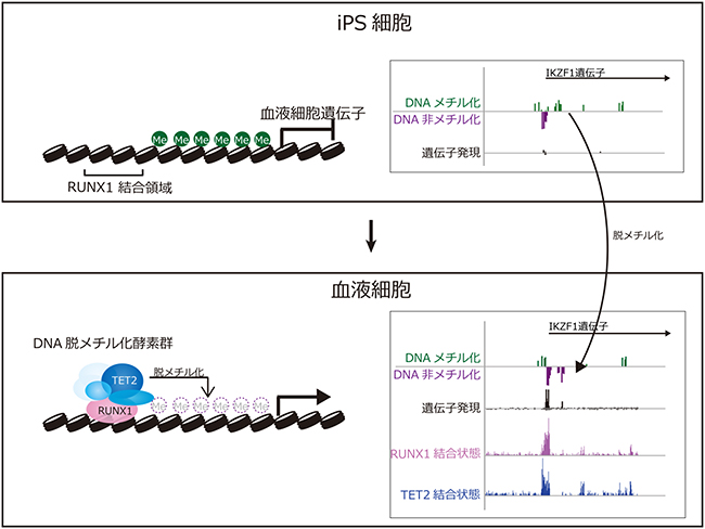 RUNX1によるDNA脱メチル化メカニズムのモデルの図