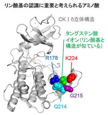 タングステン酸イオンと結合したCKⅠδの立体構造の図