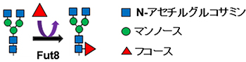 糖転移酵素Fut8の機能とコアフコースの図