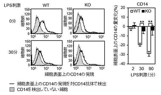 野生型とコアフコース欠損細胞におけるLPS刺激による細胞表面上の量の動態変化の図