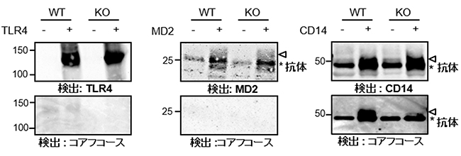 TLR4、MD2、CD14上のコアフコース修飾の有無の検討の図