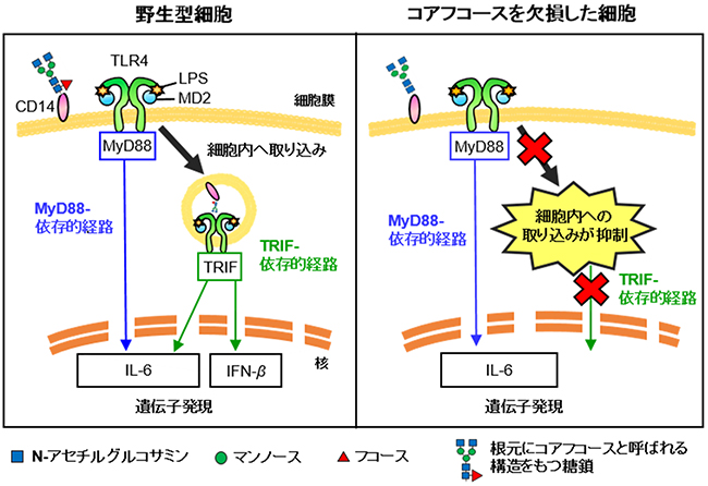 LPS刺激によるIFN-βの発現に必須なコアフコースの図