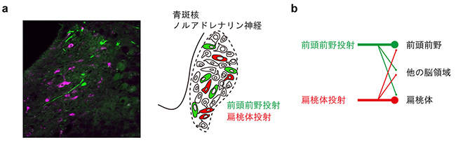 青斑核ノルアドレナリン神経細胞群の投射パターンの図