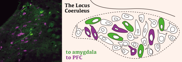 Image of neurons in the locus coeruleus