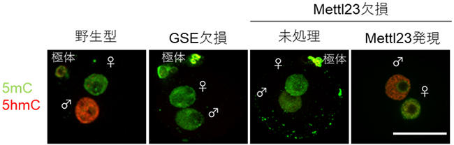 マウス野生型とGSEおよびMettl23欠損受精卵の5mCおよび5hmCの免疫染色の図