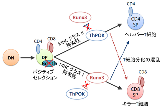 Bcl11b欠損に伴う転写因子発現異常によって生じるT細胞分化の混乱の図