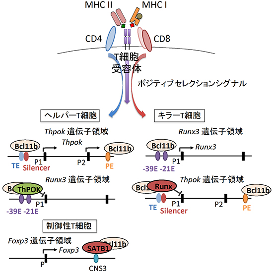 Bcl11bによる転写因子発現制御機構の図