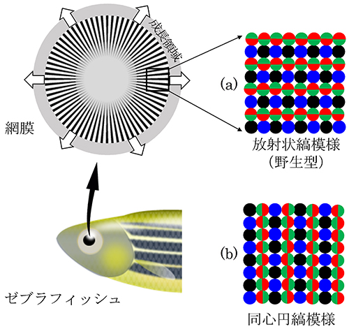 ゼブラフィッシュ網膜の錐体細胞モザイクパターンの図