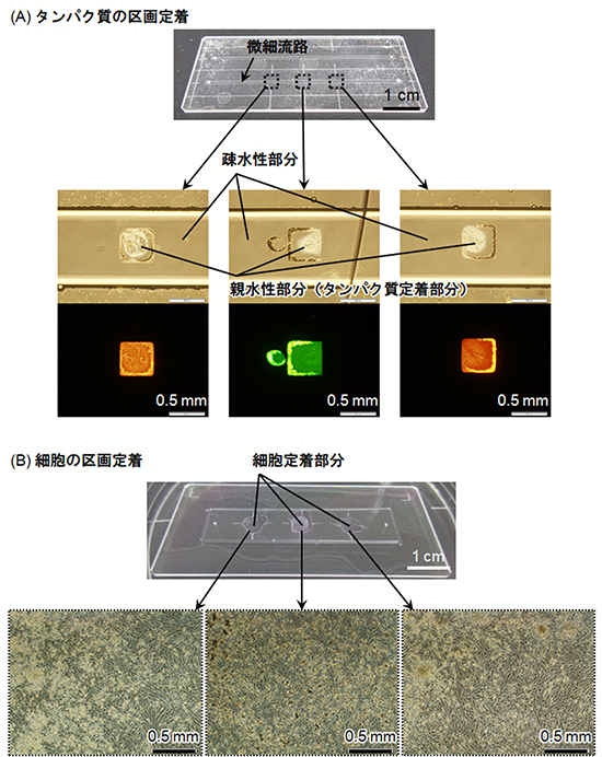 流路内に区画定着された光るタンパク質および細胞の写真の画像