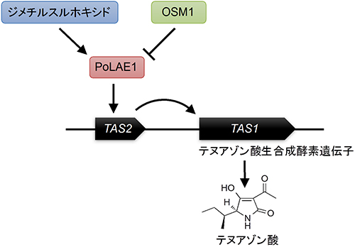 テヌアゾン酸の生産制御メカニズムの図