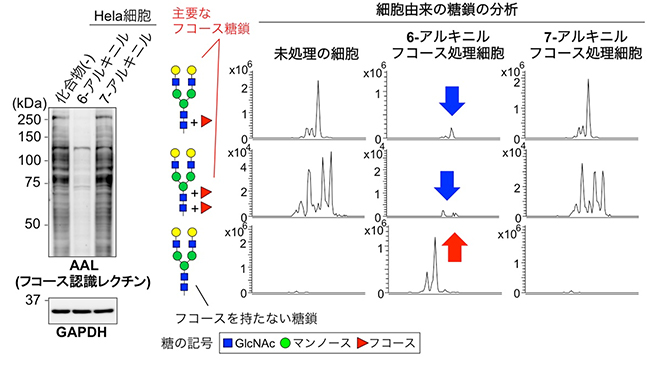 6-アルキニルフコースの添加によるフコース糖鎖の減少の図