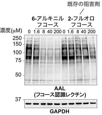 6-アルキニルフコースの阻害作用の強さの図