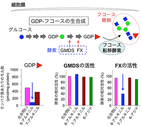 6-アルキニルフコースの阻害の仕組みの図