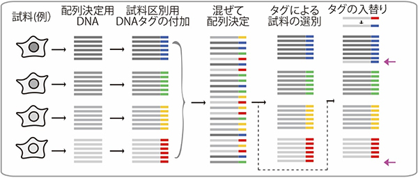 複数のDNA試料を一度に配列決定するマルチプレックス法の図