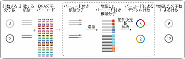 DNA分子バーコード法を用いた核酸分子のデジタル計数法の図