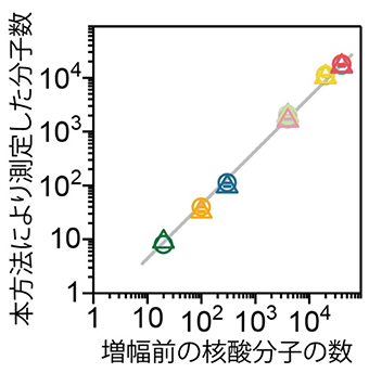 増幅前のバーコード付きDNAの分子数と開発した手法で測定した分子数の関係図