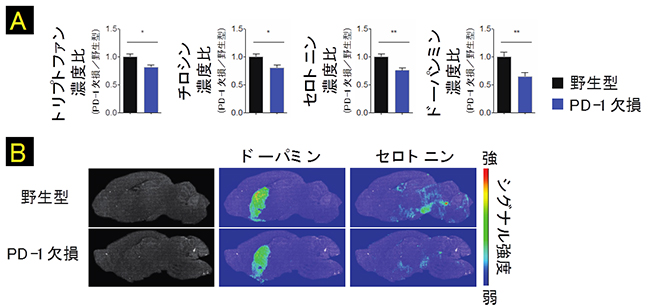 PD-1欠損マウスの脳におけるセロトニン、ドーパミンおよび前駆体アミノ酸の減少の図