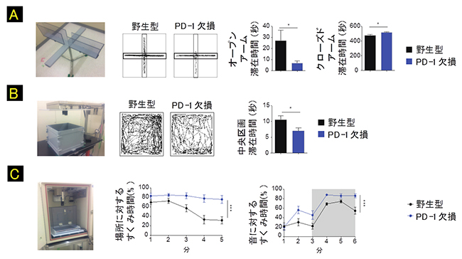 PD-1欠損マウスにおける不安様行動および恐怖反応の亢進の図