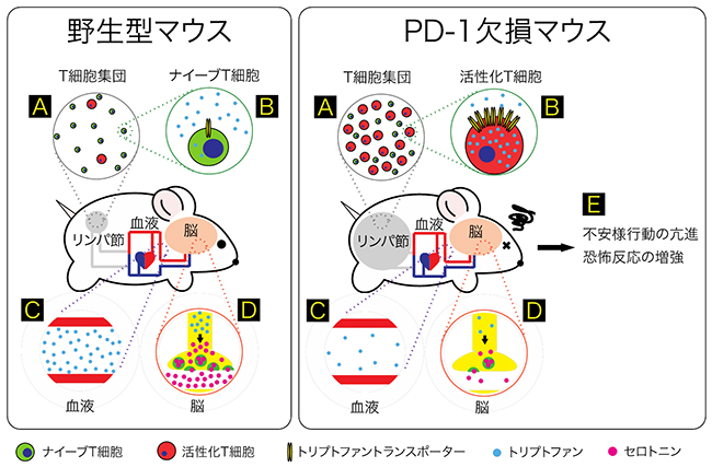 免疫活性化を起因とする不安・恐怖亢進メカニズムの図