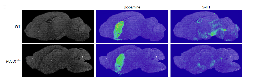 Serotonin and dopamine in the hippocampus
