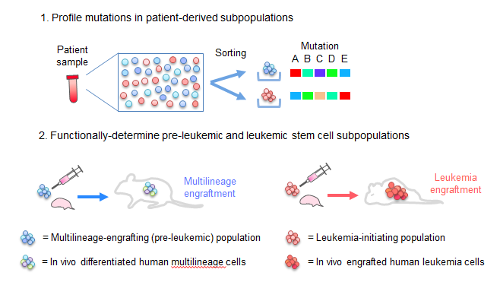 Image of mutational profile