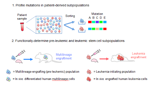 Image of mutational profile 