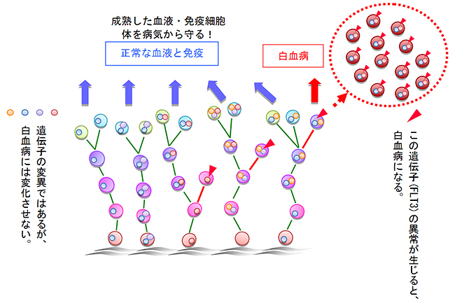 白血病発症の鍵となる遺伝子異常の発見の図