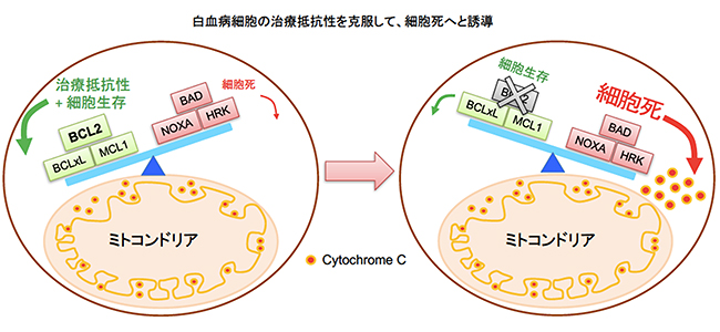 白血病細胞のRK-20449治療抵抗性とBCL2阻害による細胞死誘導の図