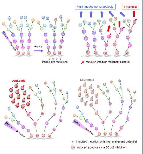 Image of accumulation of mutations over time