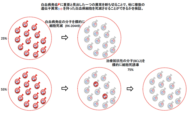 複数の遺伝子異常を持った急性骨髄性白血病の根治療法の開発の図