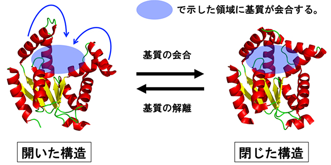基質との会合に伴うアデニル酸キナーゼ１の構造変化の図